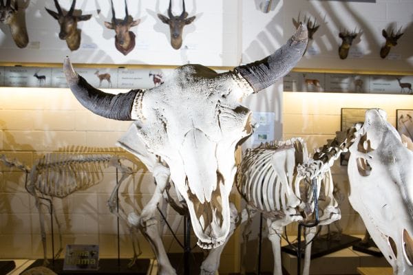 Open Day Brambell Natural History Museum, Bangor University